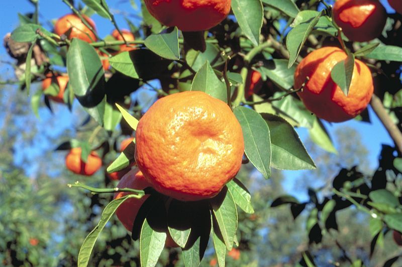 Citrus reticulata